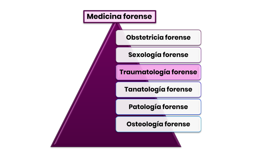 Medicina Forense: Evolución De La Equimosis | LP