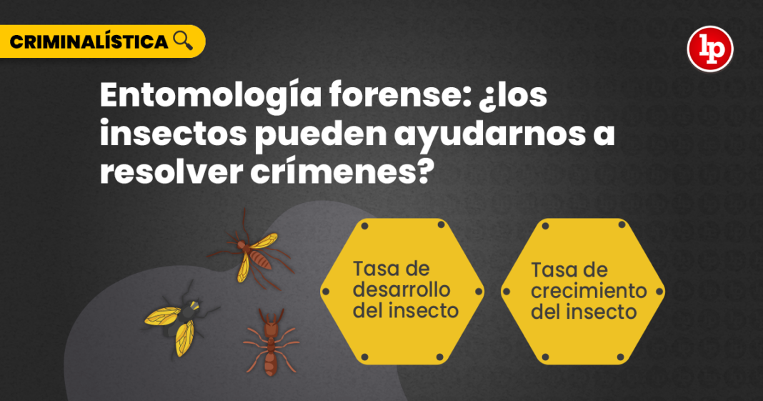 entomologia-forence-ayudarnos-crimenes-LP