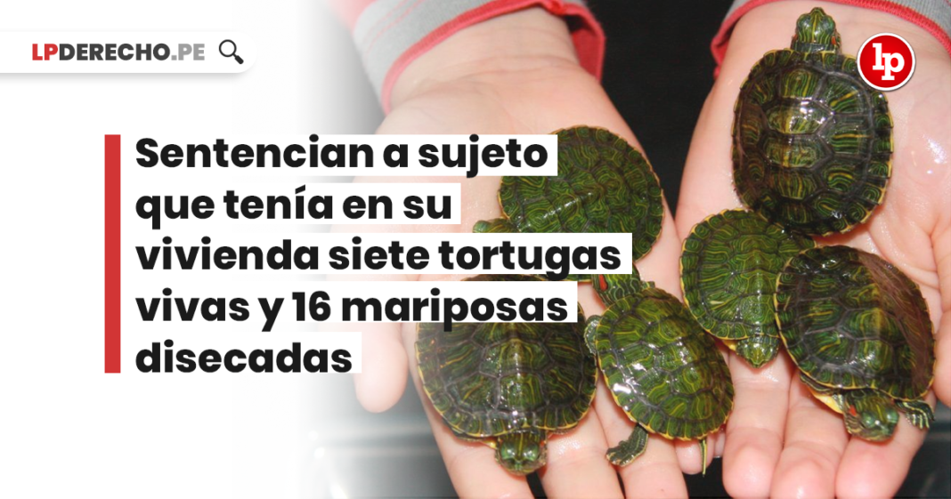 Sentencian a sujeto que tenia en su vivienda siete tortugas vivas y 16 mariposas disecadas - LPDerecho