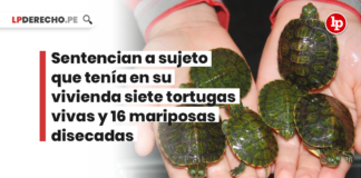 Sentencian a sujeto que tenia en su vivienda siete tortugas vivas y 16 mariposas disecadas - LPDerecho