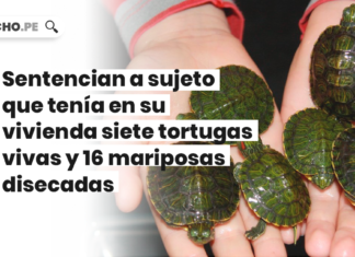 Sentencian a sujeto que tenia en su vivienda siete tortugas vivas y 16 mariposas disecadas - LPDerecho