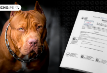 Lesiones culposas: Plantean incorporar como agravante el ataque de perro de raza peligrosa o potencialmente peligrosa