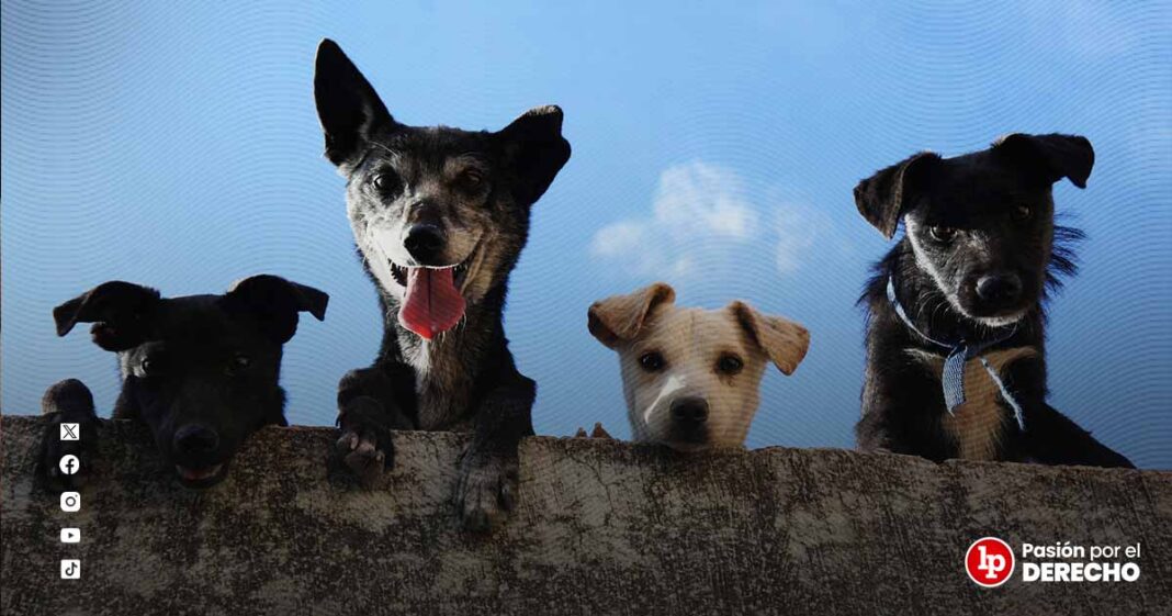 perros-investigacion-fiscalia-LPDERECHO