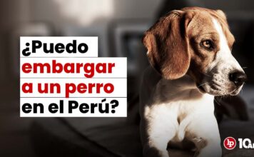 ¿Puedo embargar a un perro en el Perú para que me paguen una deuda?