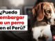 ¿Puedo embargar a un perro en el Perú para que me paguen una deuda?