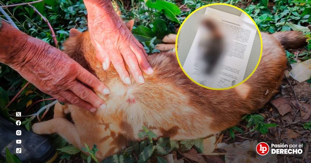 BANNER GENÉRICO PERRITO1-LPDERECHO