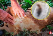 Condenan a sujeto por matar de un disparo a un perro que perseguía a sus gallinas