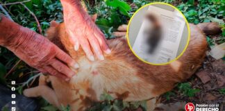 Condenan a sujeto por matar de un disparo a un perro que perseguía a sus gallinas