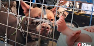 Inician investigación preliminar contra padre y abuela de bebé de 11 meses que murió tras ataque de pitbull