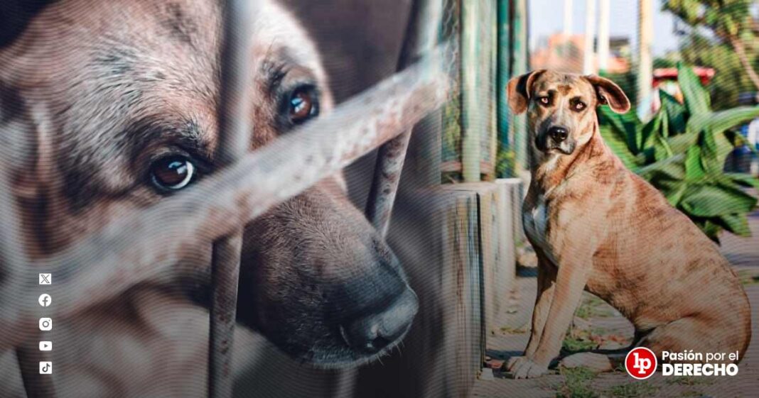 BANNER GENÉRICO PERRITOS-LPDDERECHO