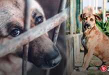 Investigan a una mujer que habría matado a un perro al colgarlo con una soga de una estructura metálica