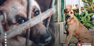 Investigan a una mujer que habría matado a un perro al colgarlo con una soga de una estructura metálica