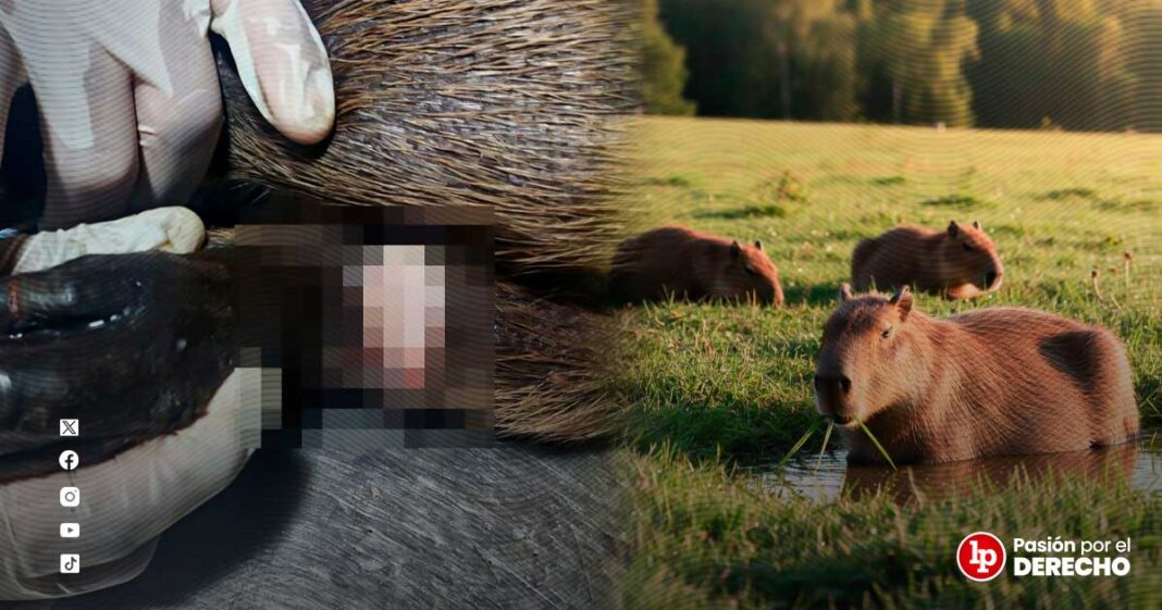 BANNER GENÉRICO CAPIBARA-LPDERECHO