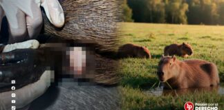 Condenan a dos personas por la posesión ilegal de capibaras: sentencia incluye pago de S/5000 por reparación civil