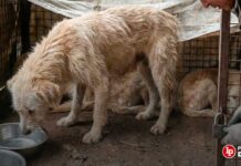 Condenan a sujeto por mantener en condiciones de insalubridad y desnutrición a varios perros y causar la muerte de uno