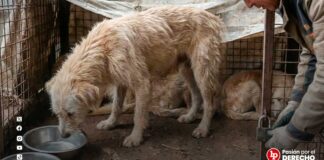Condenan a sujeto por mantener en condiciones de insalubridad y desnutrición a varios perros y causar la muerte de uno