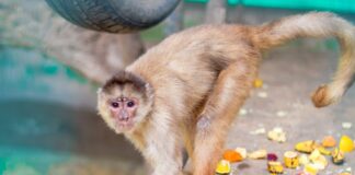 Investigan caso de mono machín blanco hallado en Carabayllo (tenencia ilegal de fauna silvestre)