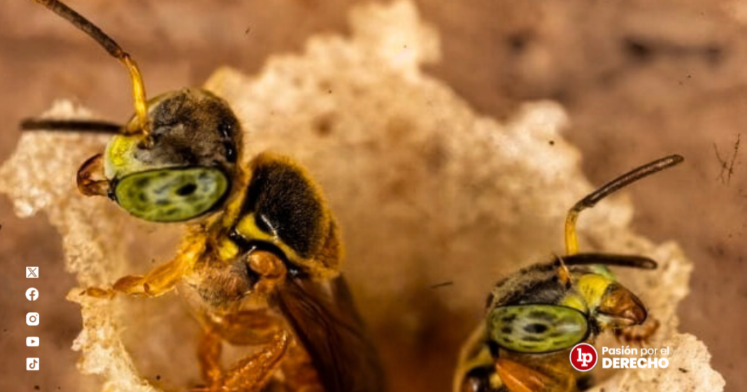 Abejas amazónicas - LPDerecho