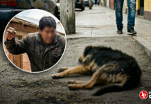 Condenan a sujeto que ocasionó una muerte agonizante a un perro al atacarlo con piedras