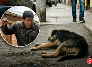 Condenan a sujeto que ocasionó una muerte agonizante a un perro al atacarlo con piedras