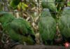 Condenan a mujer por poseer jaula con animales «casi amenazados»: cinco loros frente roja y dos loros cabeza roja