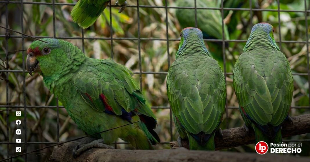 BANNER_delito por trafico de animales silvestres_LP