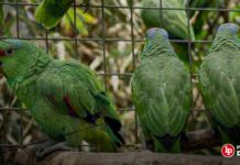 Condenan a mujer por poseer jaula con animales «casi amenazados»: cinco loros frente roja y dos loros cabeza roja