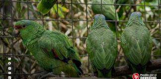 Condenan a mujer por poseer jaula con animales «casi amenazados»: cinco loros frente roja y dos loros cabeza roja
