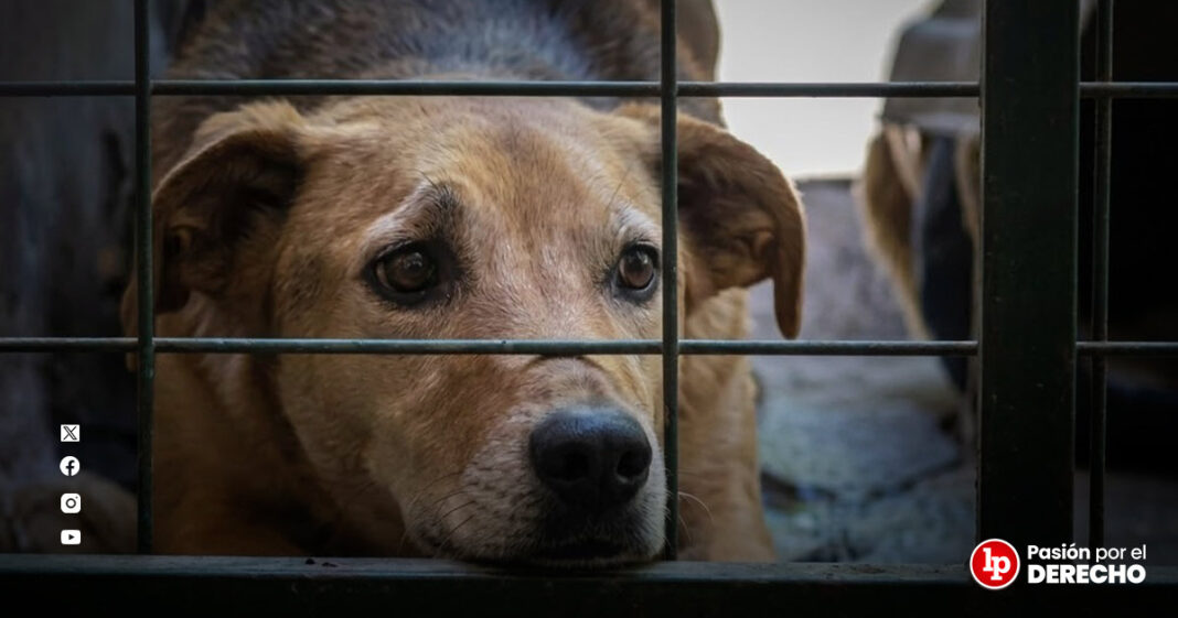 BANNER_maltrato animal condena_LP