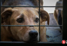 Condenan a sujeto que maltrató al perro de su exconviviente con actos obscenos que le generaron lesiones