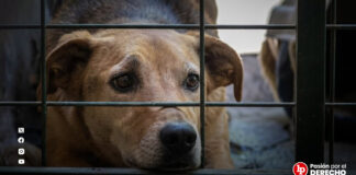 Condenan a sujeto que maltrató al perro de su exconviviente con actos obscenos que le generaron lesiones