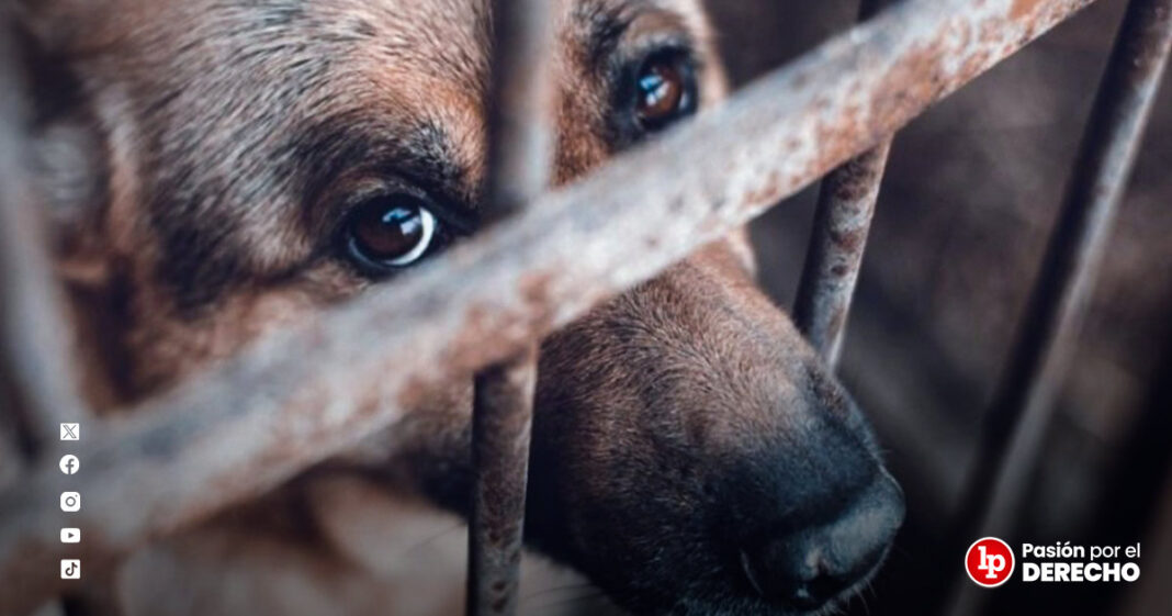 BANNER_maltrato animal penado_LP