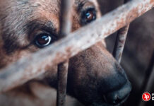 Condenan a sujeto por agredir constantemente a un perro que murió producto de los golpes