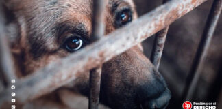 Condenan a sujeto por agredir constantemente a un perro que murió producto de los golpes