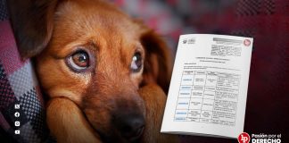 Congreso incrementa penas hasta ocho años de cárcel por muerte de animales domésticos y silvestres tras actos de crueldad y agresión sexual